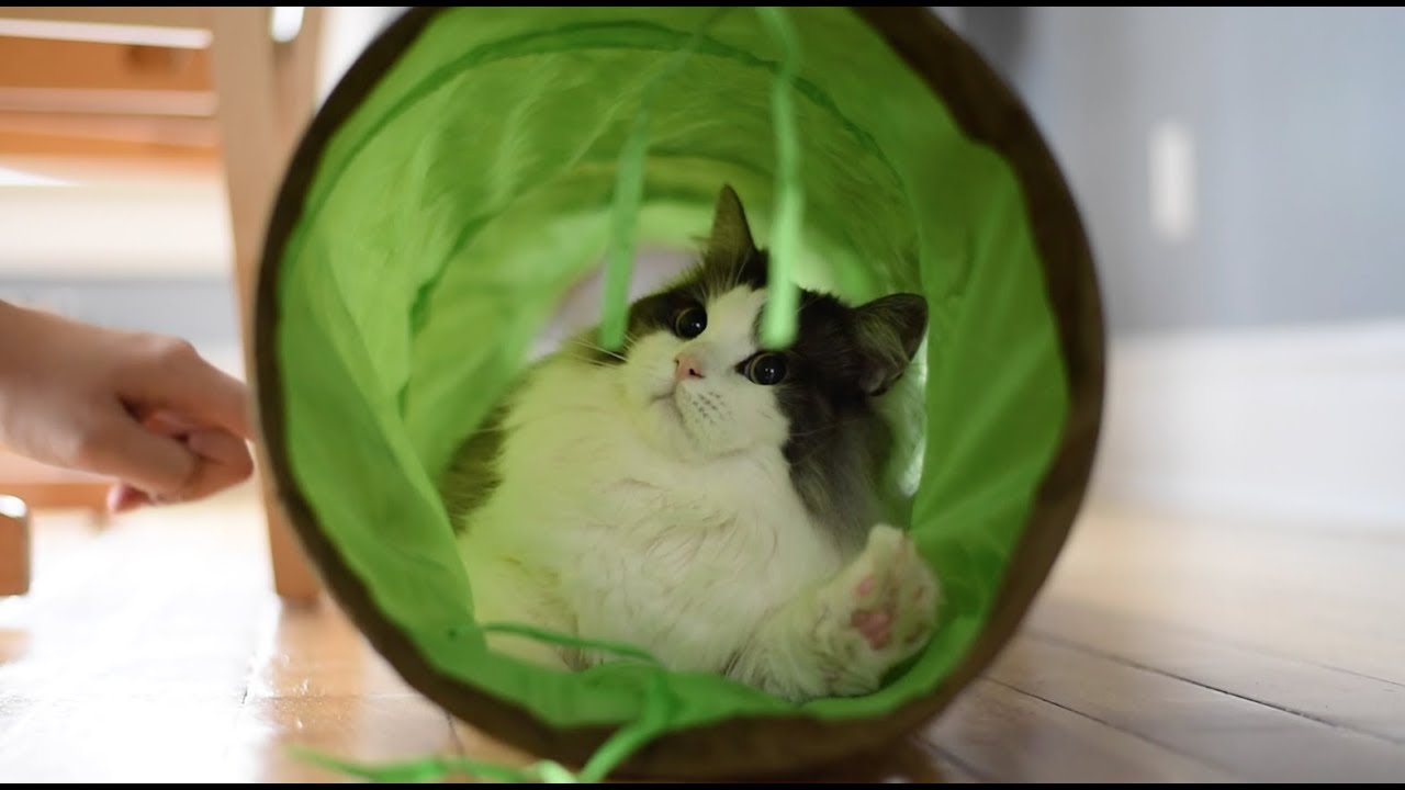 We bought the LONGEST CAT TUNNEL we could find