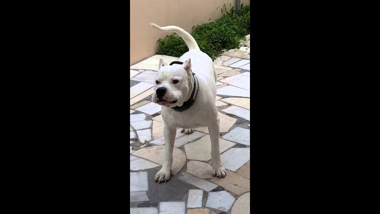 Dogo argentino 11 months...my love