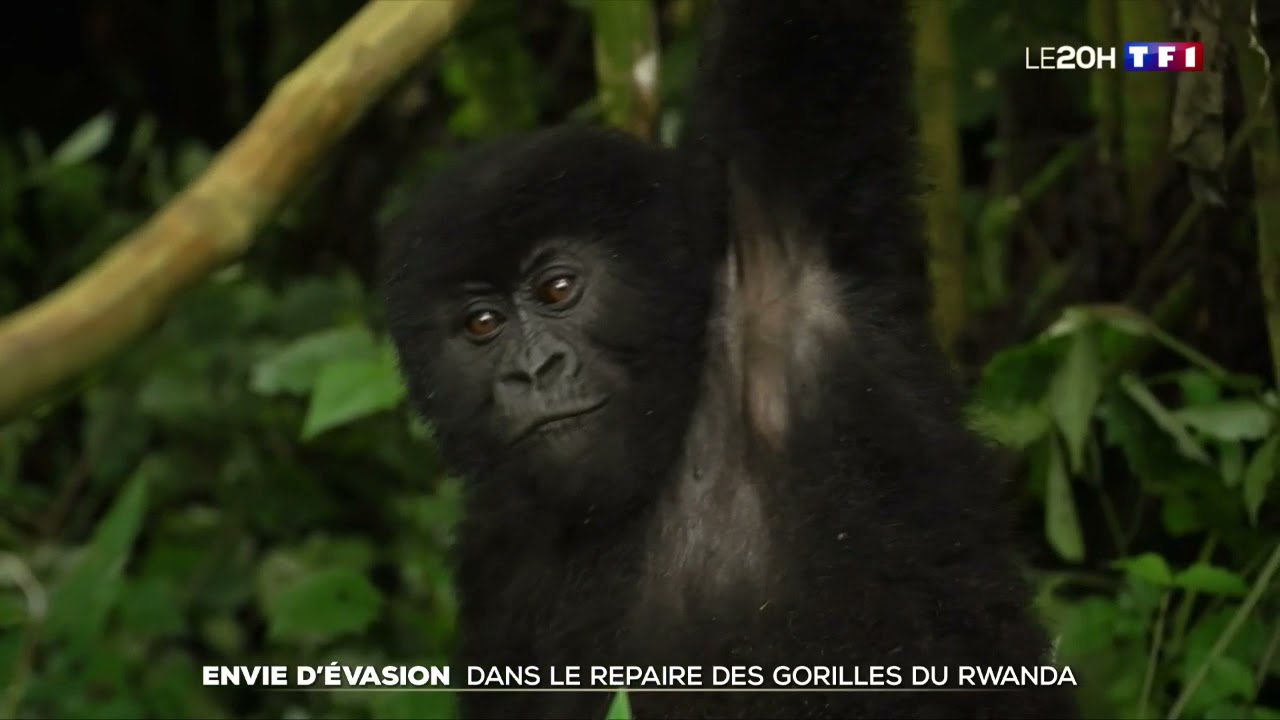 Dans le repaire des gorilles du Rwanda. 20H de TF1