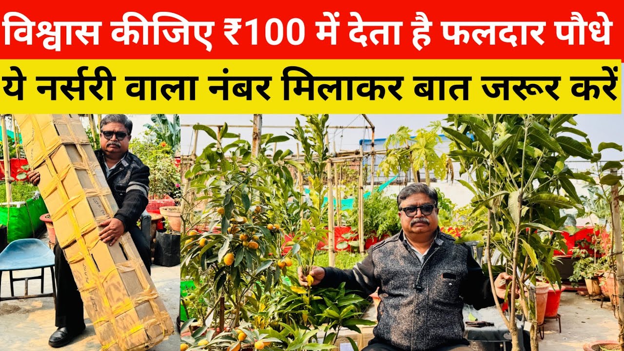 विश्वास कीजिए ₹100 में देता है फलदार पौधे ये नर्सरी वाला | cheapest online nursery | online nursery
