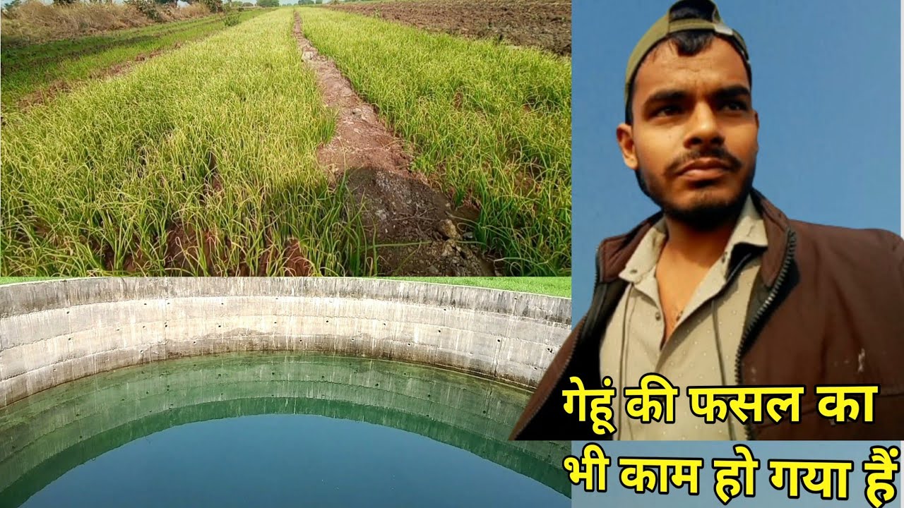 Pyaj ka hij bhi Reddy ho gaya 