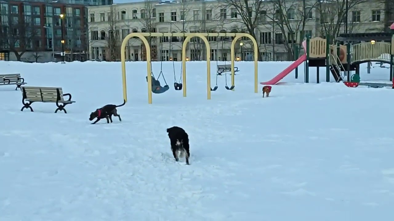 POV puppy dog walk around snow filled fun times 