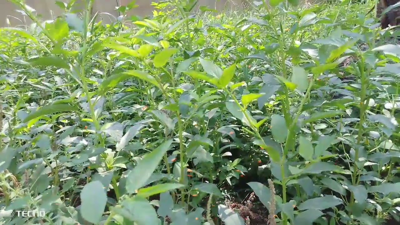 الاشياء اللي لازم تكون بحقيبة الجامعة 