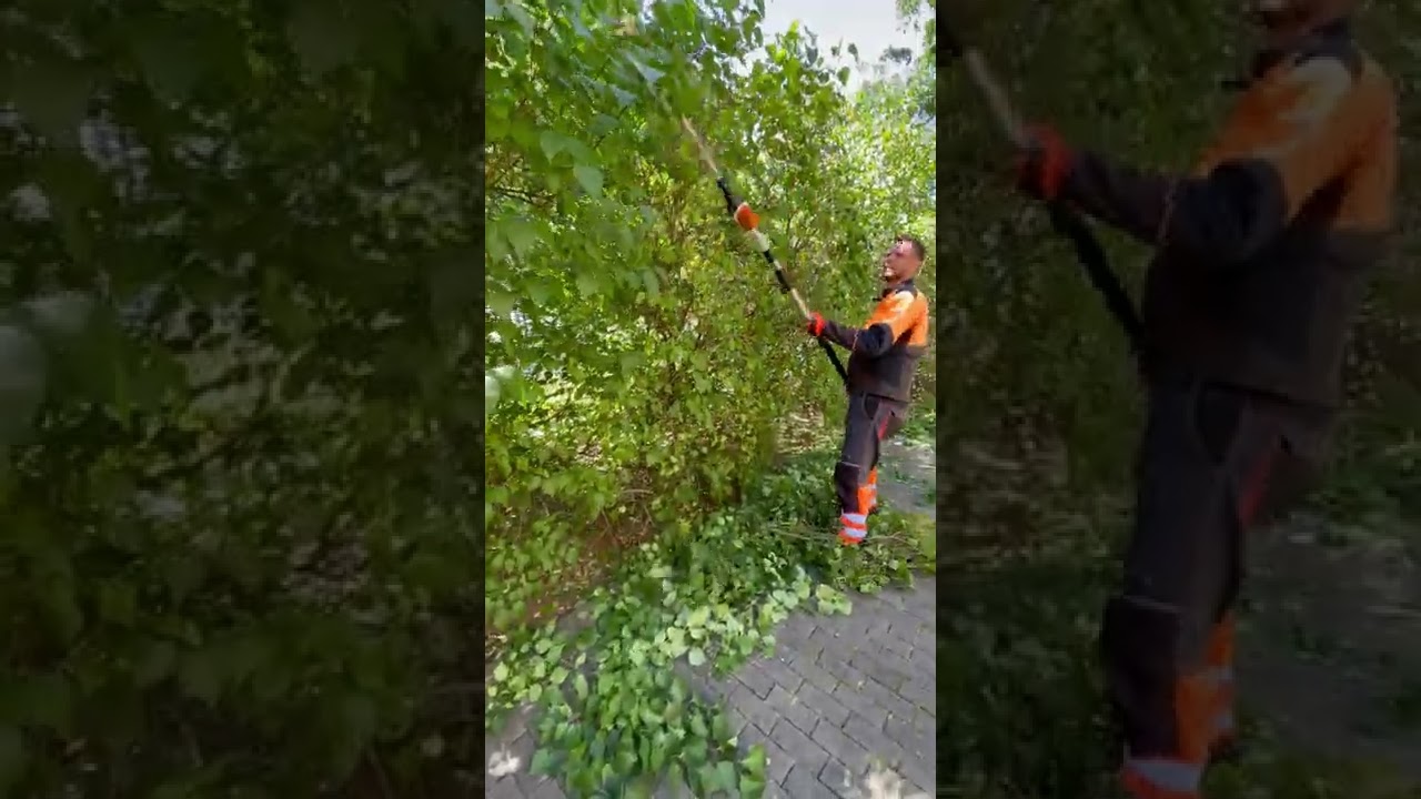 Trimming privacy hedge with Stihl pole trimmer ✂️ HLA 85 #shorts