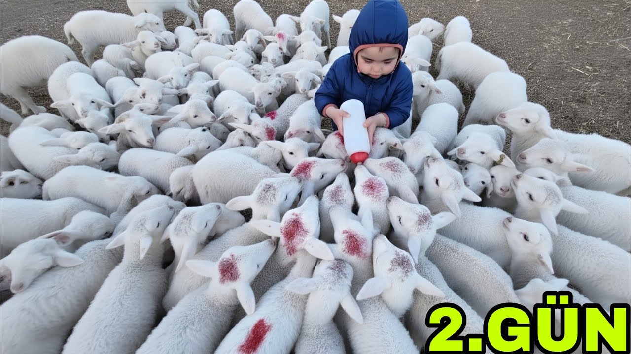2.ZOR GÜNÜ ATLATIRSAK TAMAM !! TÜM KUZULAR TOPLANDI.BALIK MANGAL YANDI