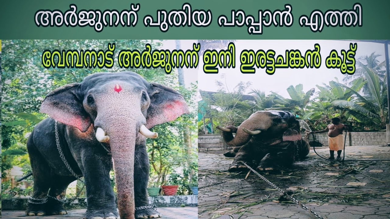 അർജുനന് പുതിയ പാപ്പാൻ എത്തി|വേമ്പനാട് അർജുനൻ Vembanad Arjunan | kerala elephant | വാഴക്കുളം മനോജ്&zwnj; 