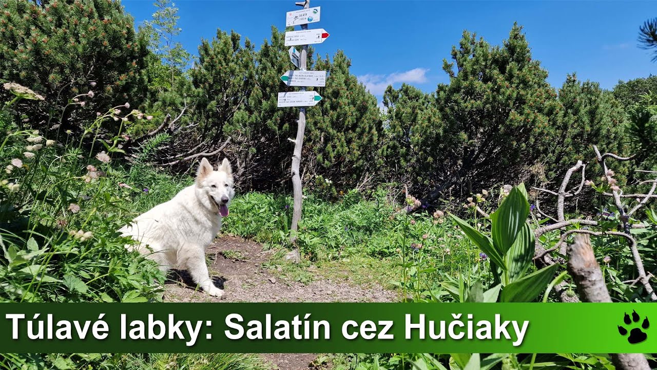 T&uacute;lav&eacute; labky: Salat&iacute;n cez roklinu Hučiaky (N&iacute;zke Tatry)