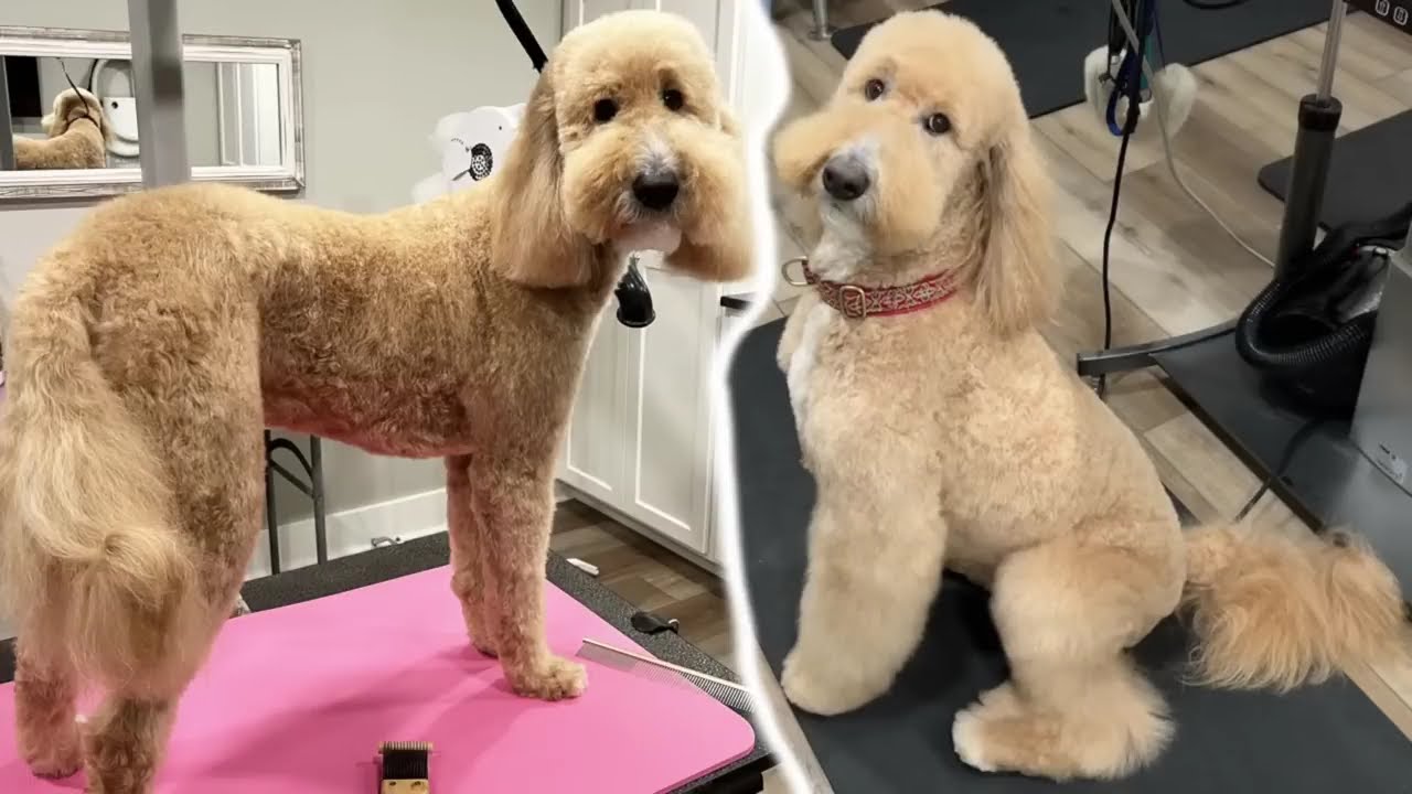 How to keep your Dog's long trim Mat Free