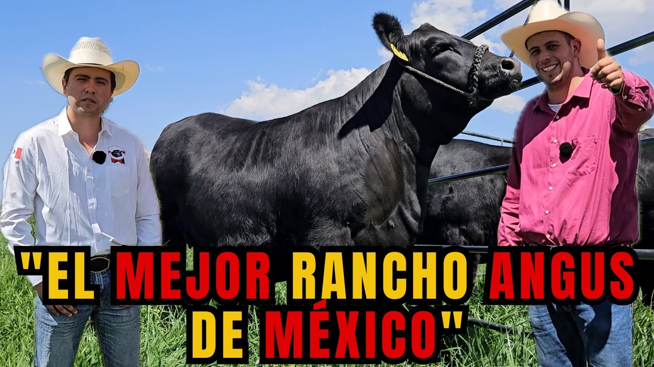 El MEJOR RANCHO ANGUS de MEXICO | RANCHO ANGUS OJO DE AGUA | RancheandoAndo