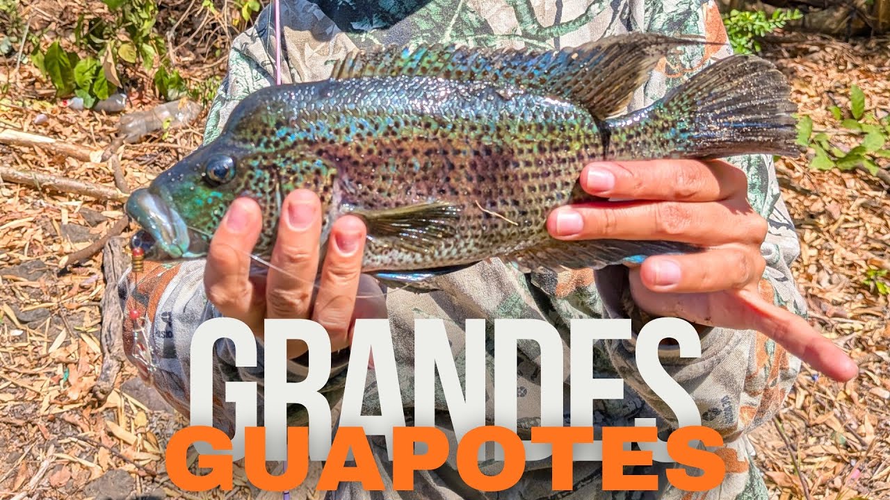 Pescando GUAPOTES y MACHACAS GIGANTES