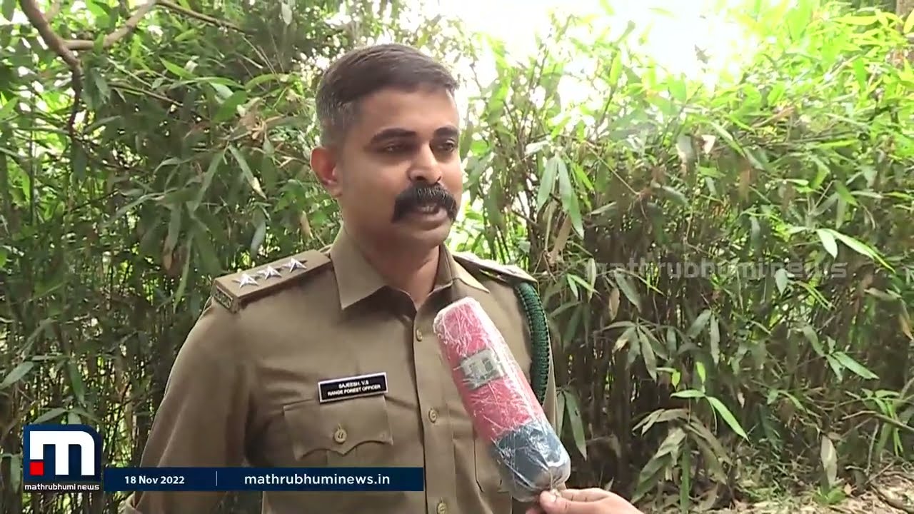 'ഇണയോടൊപ്പമുള്ള സഞ്ചാരത്തിന് തടസ്സമുണ്ടാകുമ്പോഴാണ് കബാലി ആക്രമിക്കുന്നത്' | Kabali | Wild Elephant