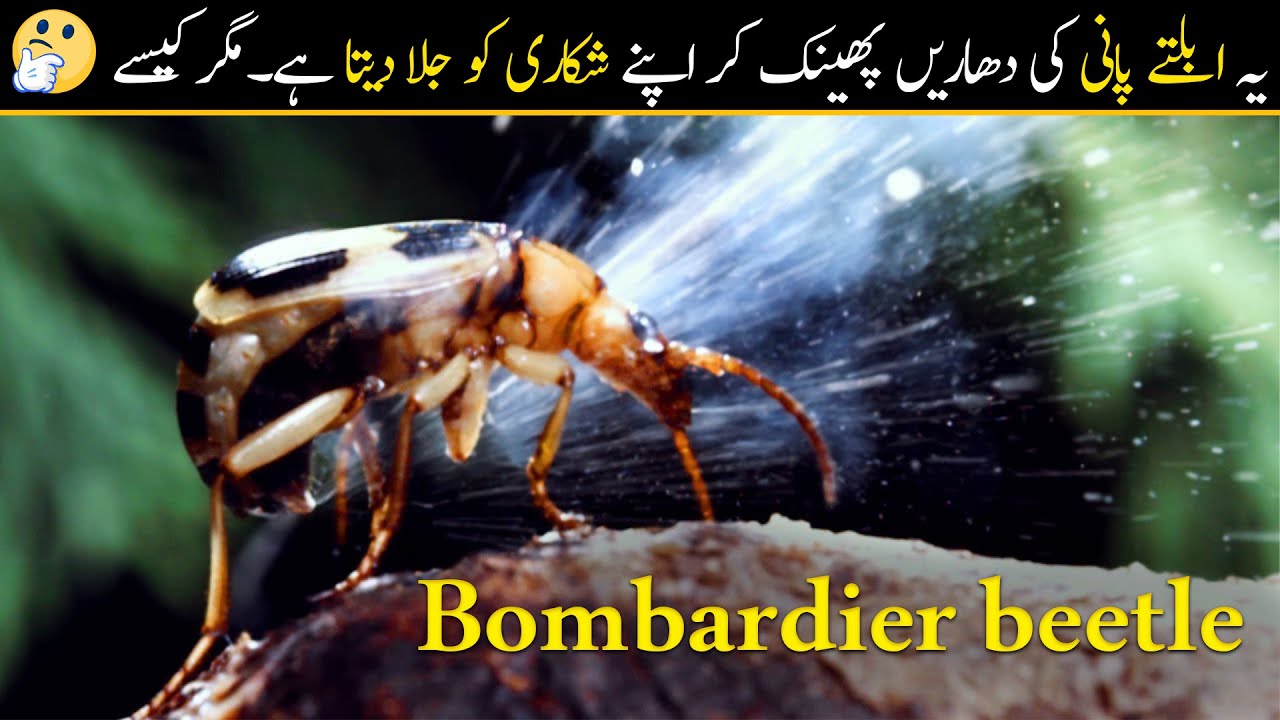 Bombardier Beetle Acid Sprays And Its Crazy Chemical Cannon in Urdu/Hindi | Animal Nature