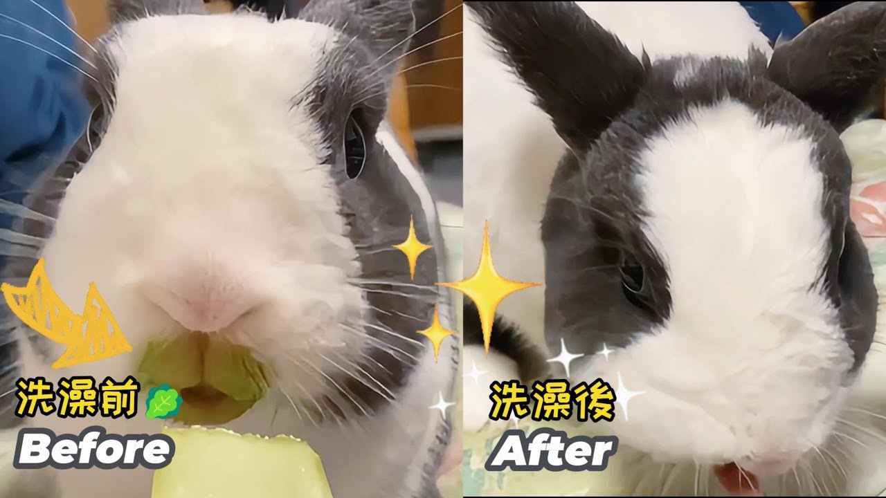 Before&After Bath !?｜洗澡前/洗澡後🐰✨兔兔清潔能力太驚人!