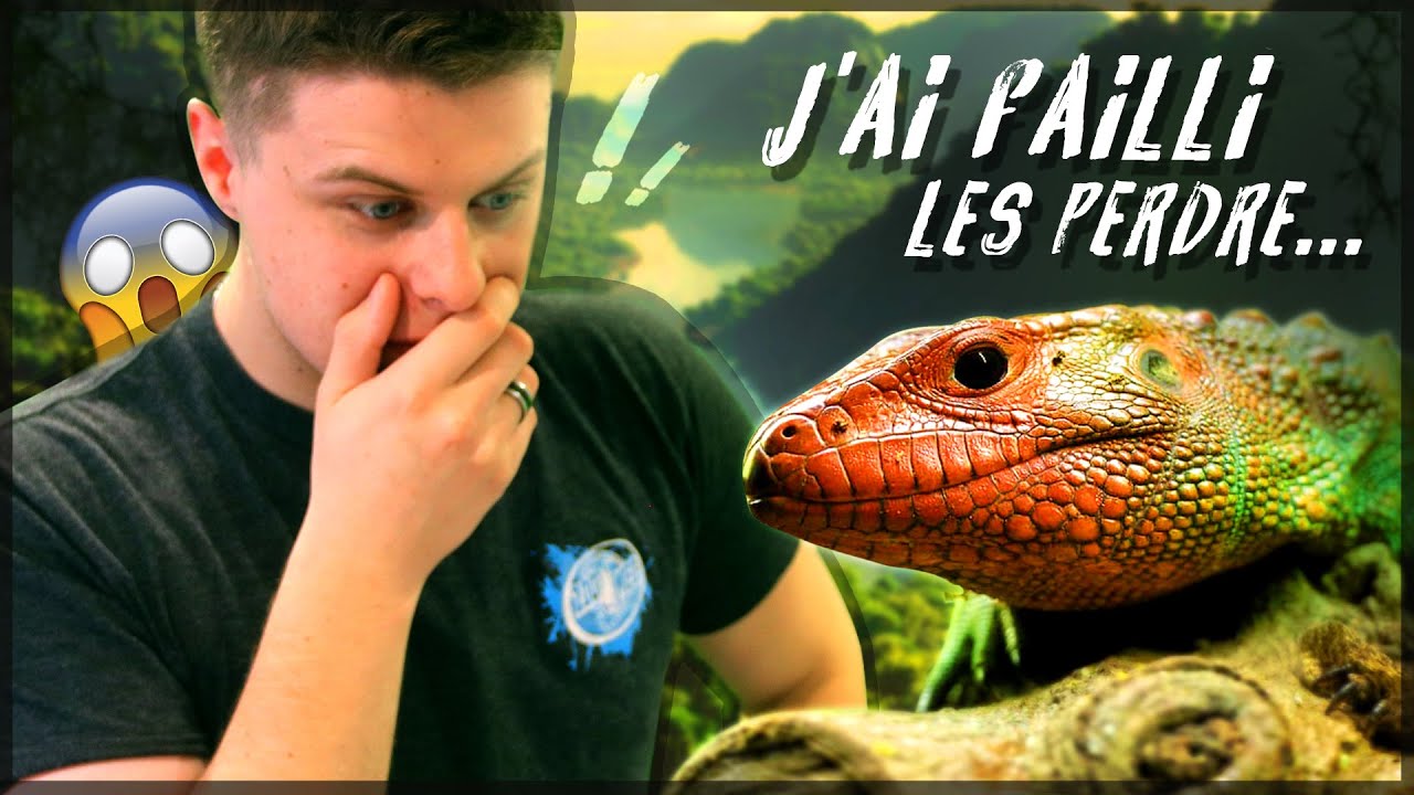 JE RÉALISE UN RÊVE, J'AI ENFIN DES LEZARD CAIMAN !