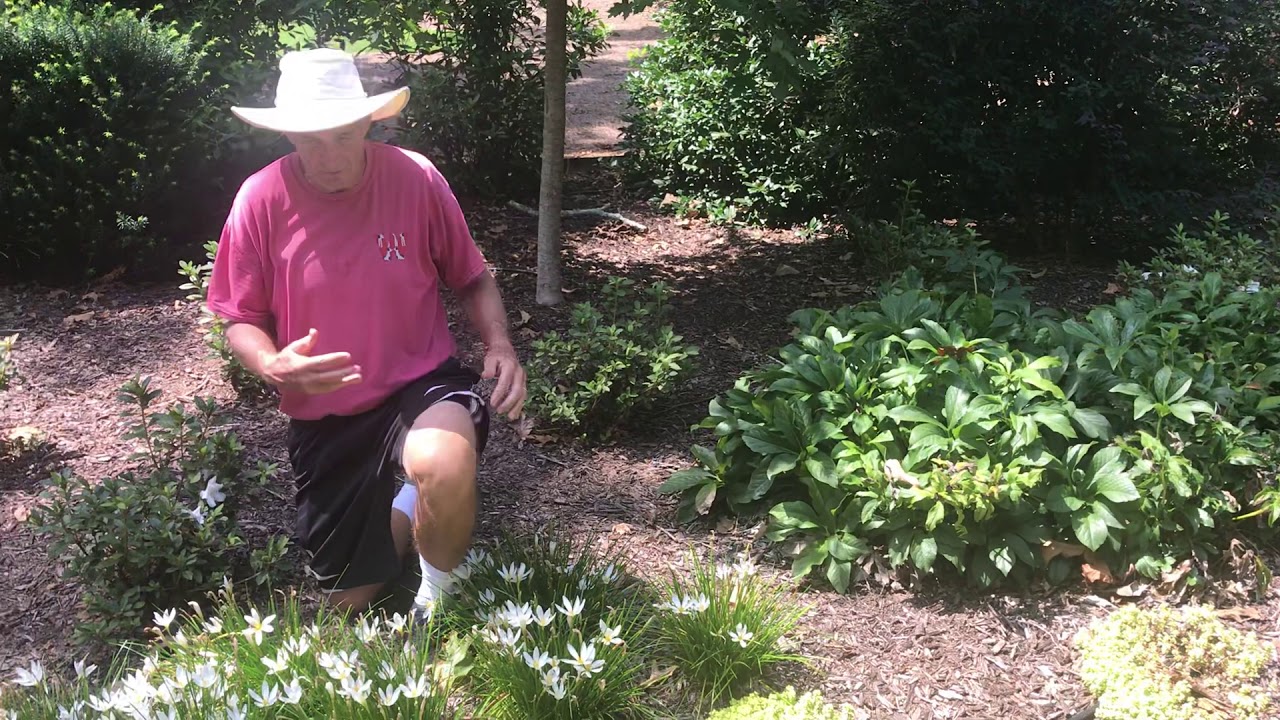 Plant Review: Rain Lily [Zephyranthes candida]