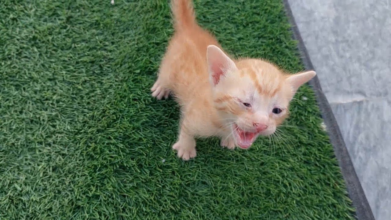 Kittens Crying Insanely