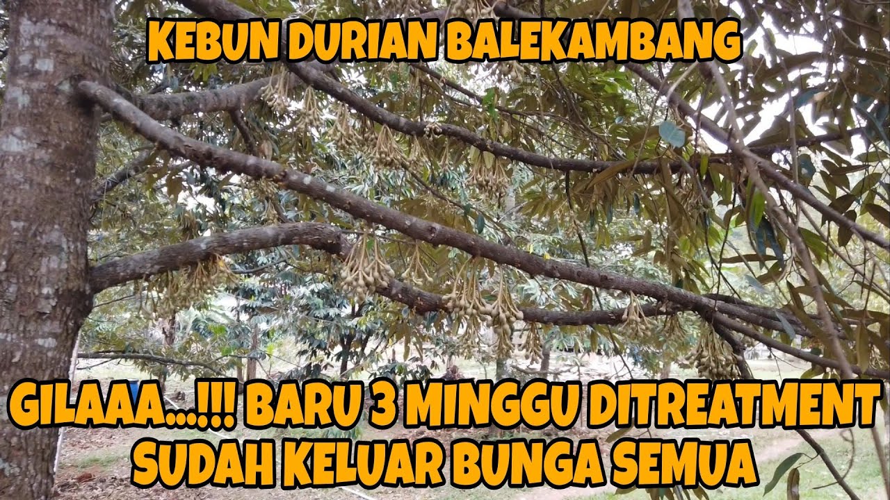 PEMBUATAN PUPUK ORGANIK MURAH MERIAH MANJUR UNTUK POHON DURIAN