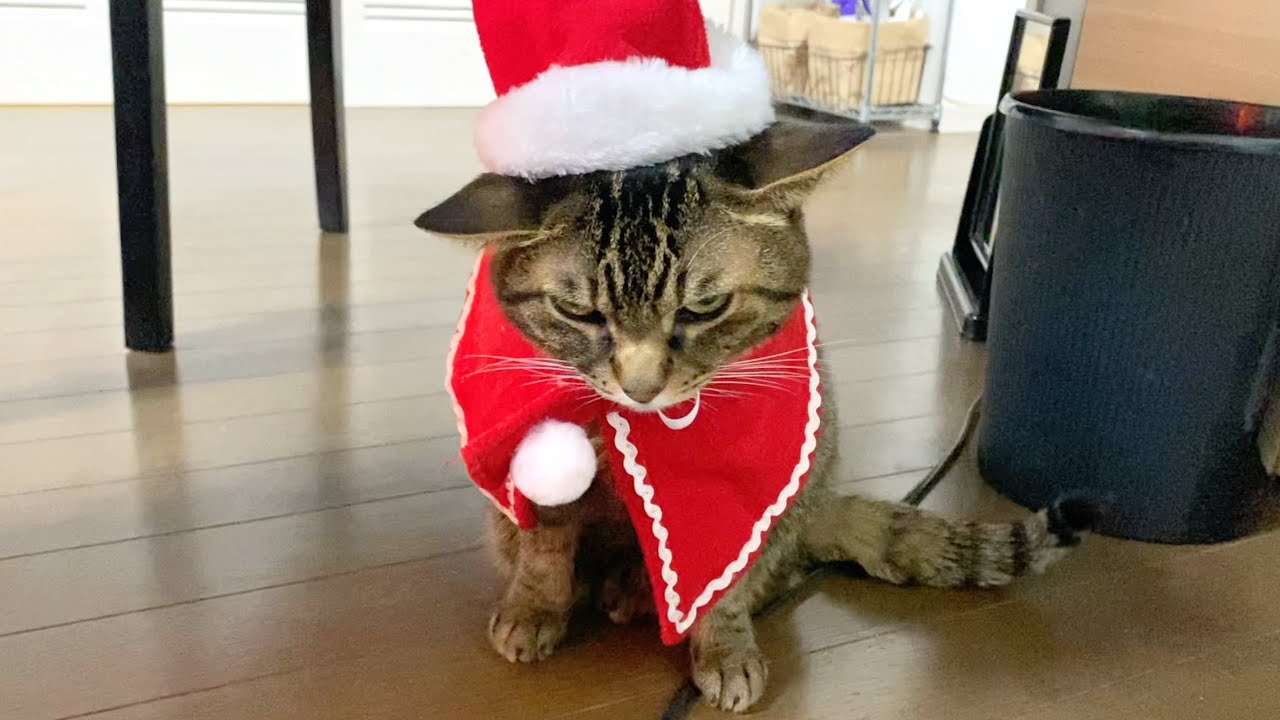 飼い主ガチャ大失敗した猫の最悪すぎるクリスマス...