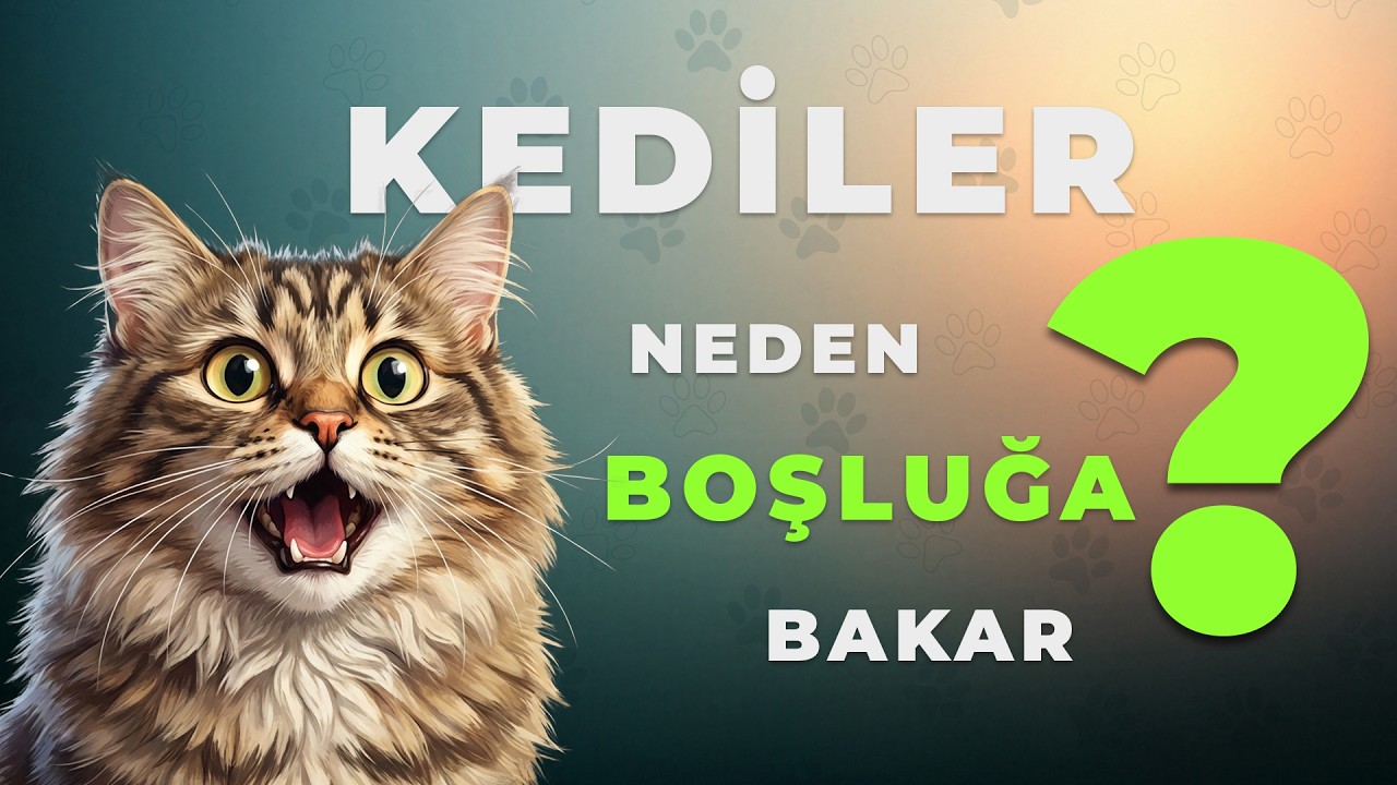 Kediler neden boşluğa bakar