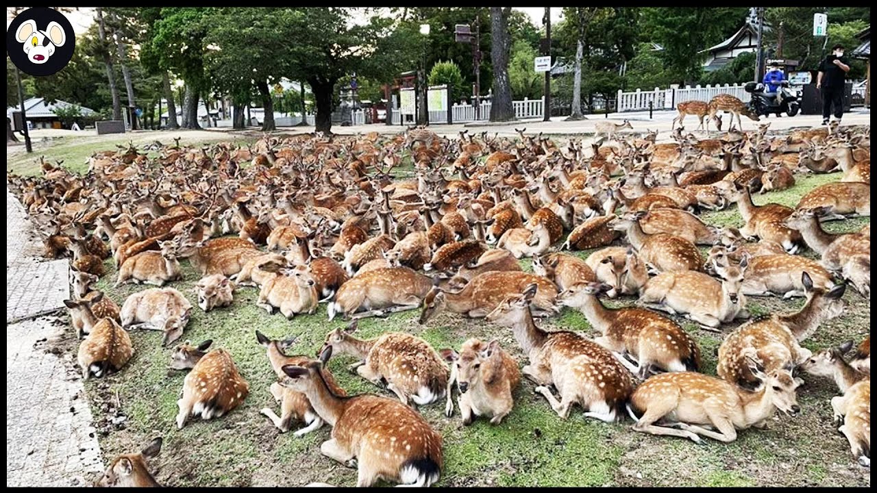 How Farmers Herd Millions Of Deer - Raise Deer For Meat And Horns