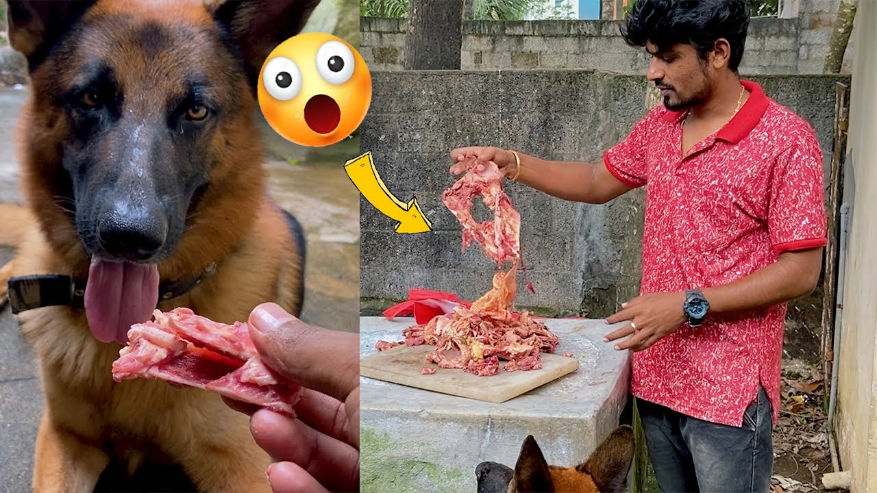 Jacky- யின் சாப்பாடு😋😋😋 | Jacky the German shepherd