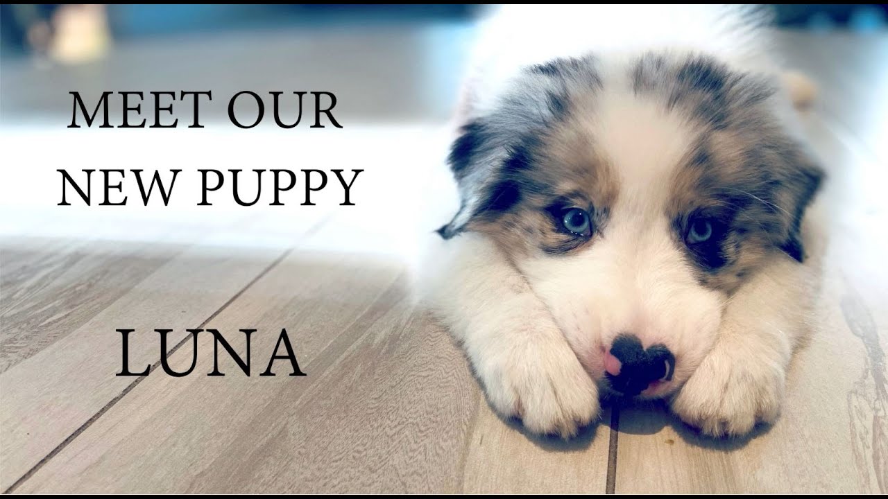 Meet our New Australian Shepherd Puppy