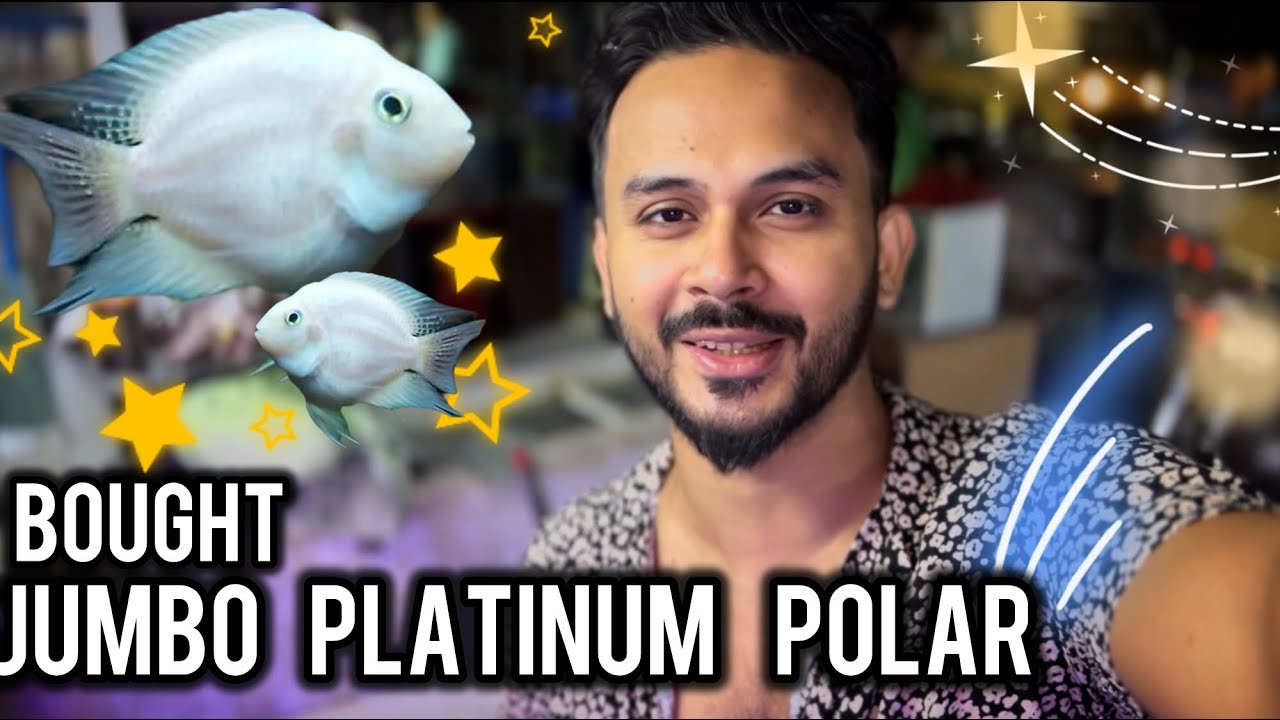 Bought the Perfect Jumbo Snow/Platinum Polar Parrot Fish Pairs | SM Aquarium Shop - Imran's World