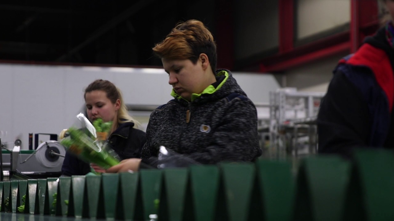 L&M Rijnsburg BV presenteert: de snijhyacint