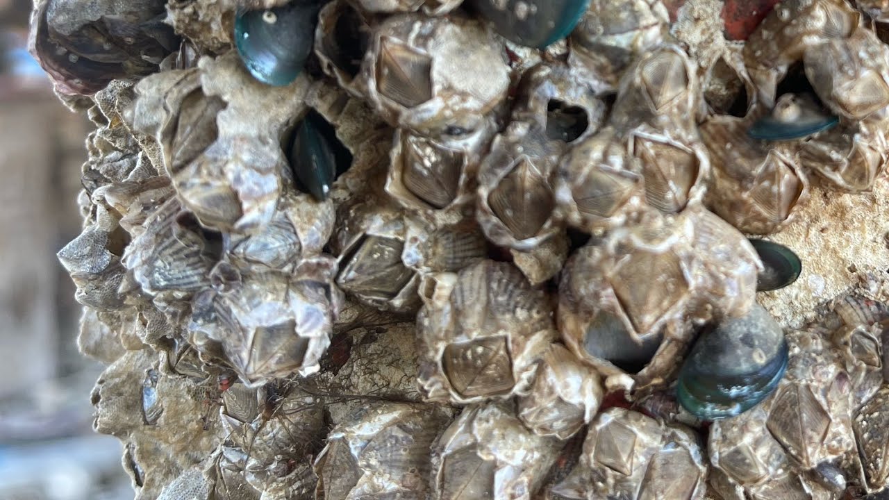 ASMR Boat Clean – Satisfying Barnacle Removal | No Talking (82)