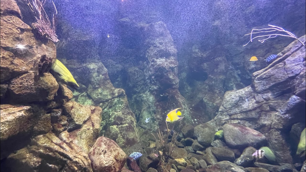 Visite de l’Aquarium de Gosier - Guadeloupe 