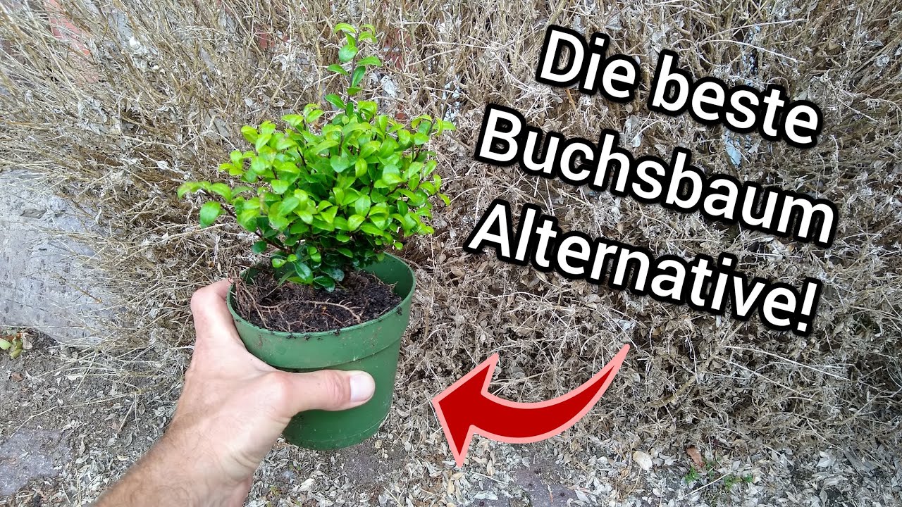 Buchsbaum ersetzen? Warum Ilex crenata die perfekte Wahl ist!