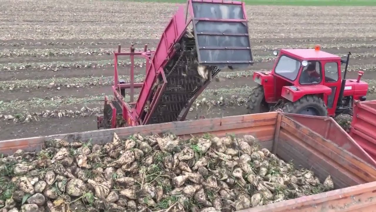 Proizvođači odustaju od gajenja šećerne repe