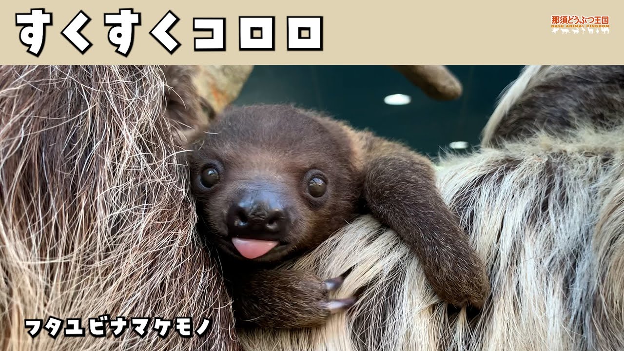 【フタユビナマケモノ】すくすくコロロ / Growing Fast! - Two-toed sloth -