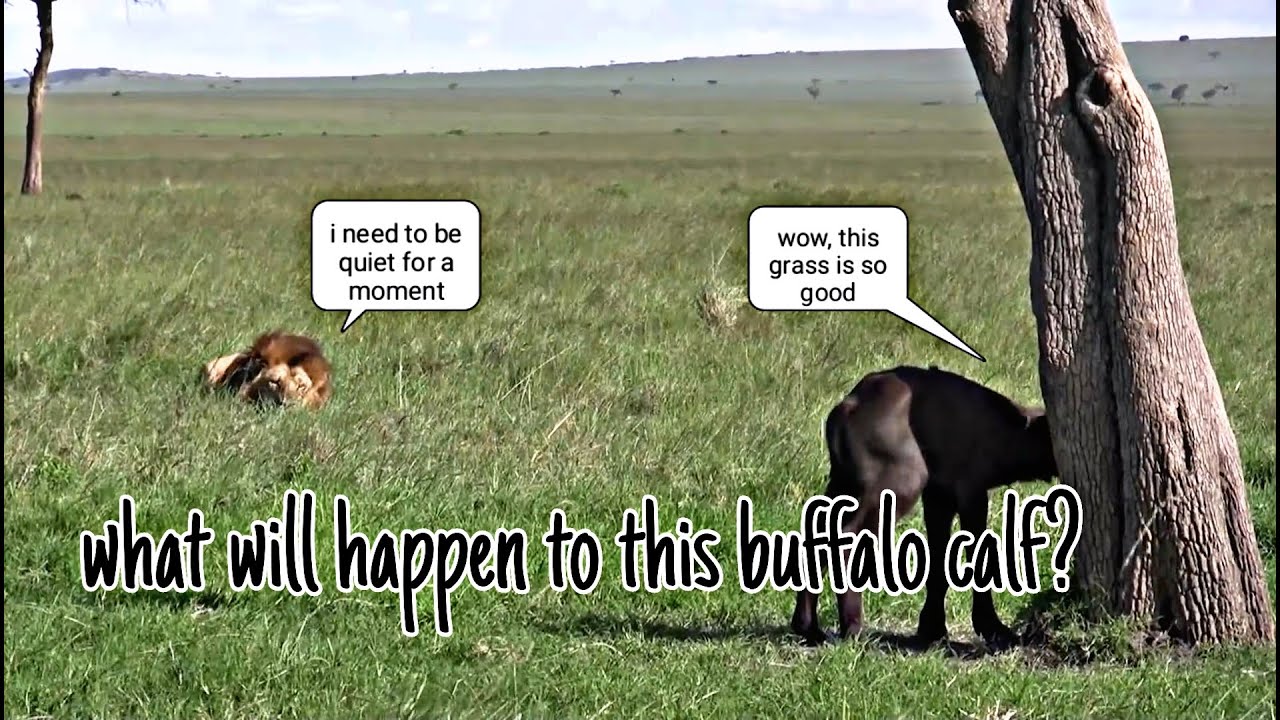 THE MALE LION KILLS THE BUFFALO CALF