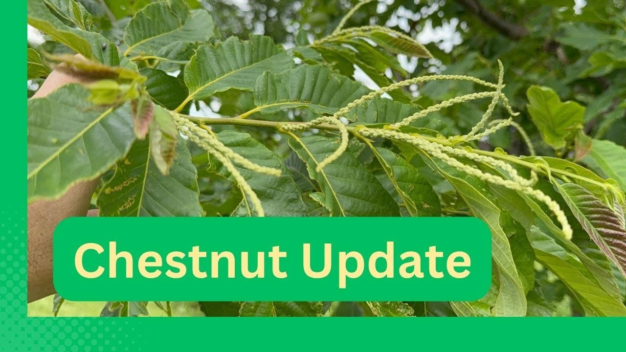 2025 Chestnut Orchard Update