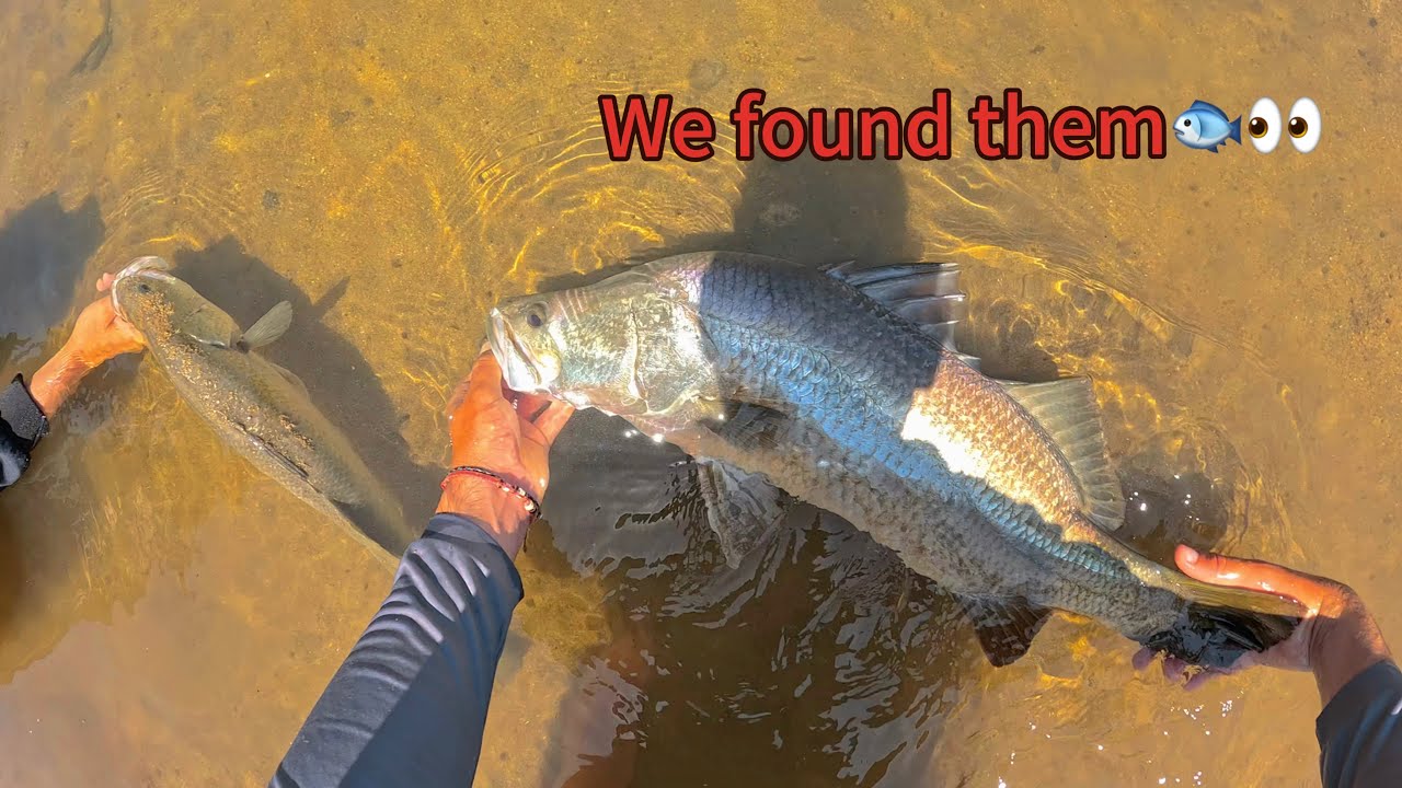 When the plan comes together👍🐟 #barramundi #saltwaterfishing #australia #fnq #lurefishing 