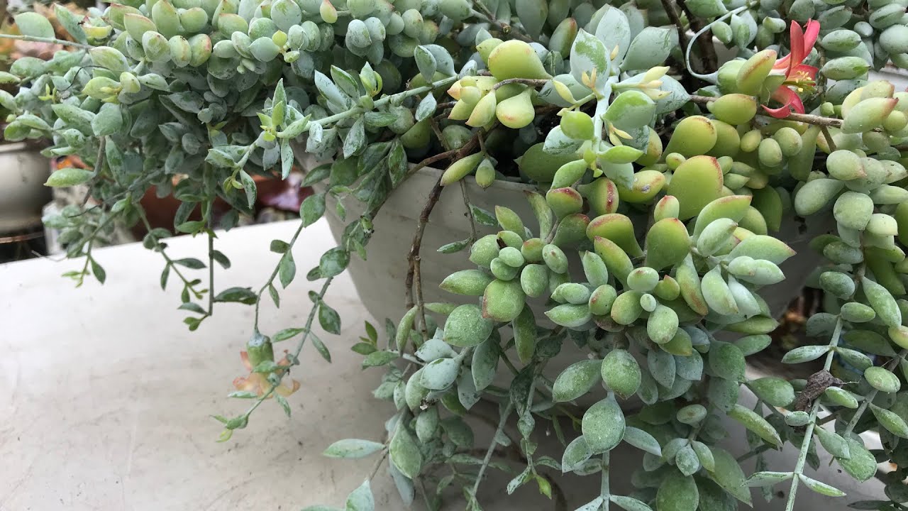 Repotting Cotyledon Pendens | Leaf and Designs | Transplantando Cotyledon Pendens | Care Tip