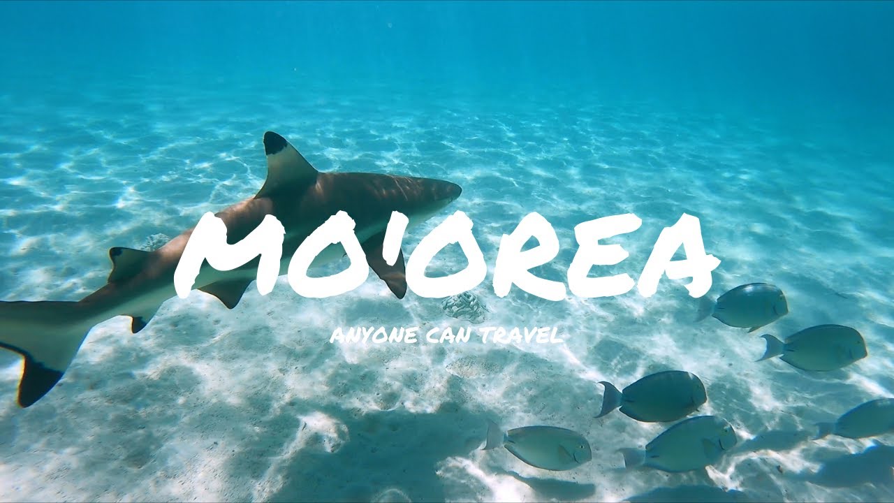 Moorea Tahiti | Swimming with sharks and rays for $20!