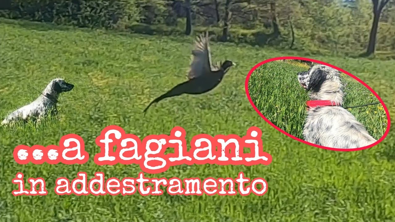 Addestramento a Fagiani con il Setter 