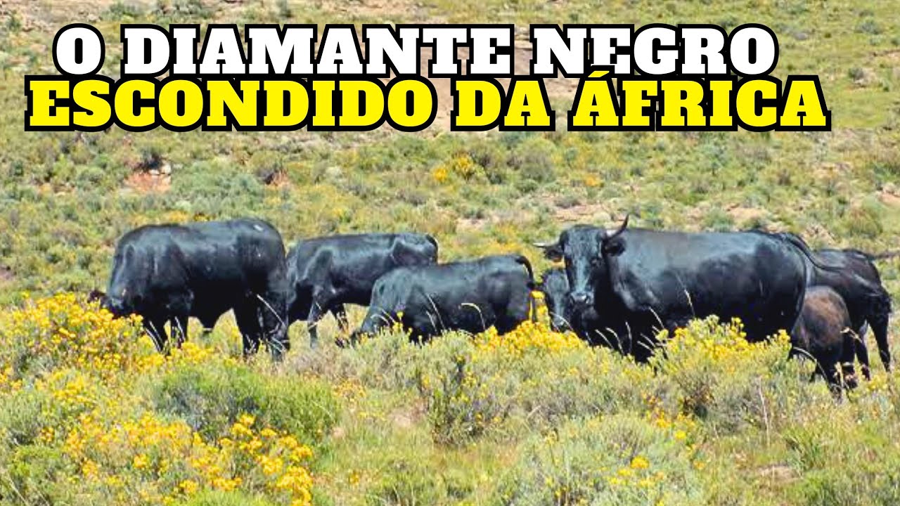 A RAÇA AFRICANA Que Pode despertar a PECUÁRIA BRASILEIRA