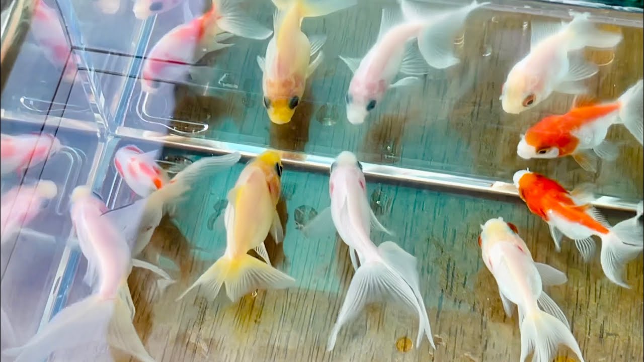 Mini Pond Life - New Fantails!