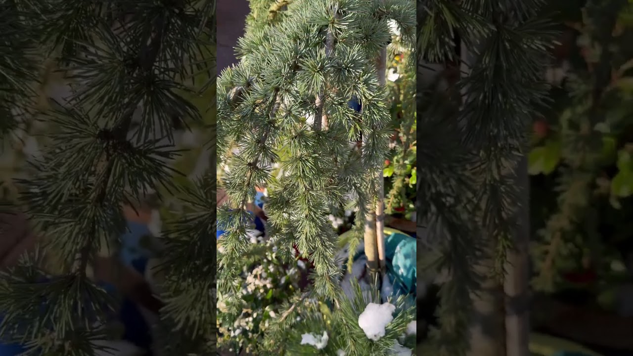 Хвойные и вечнозелёное для моего сада 🌲 Ждут место в саду)))