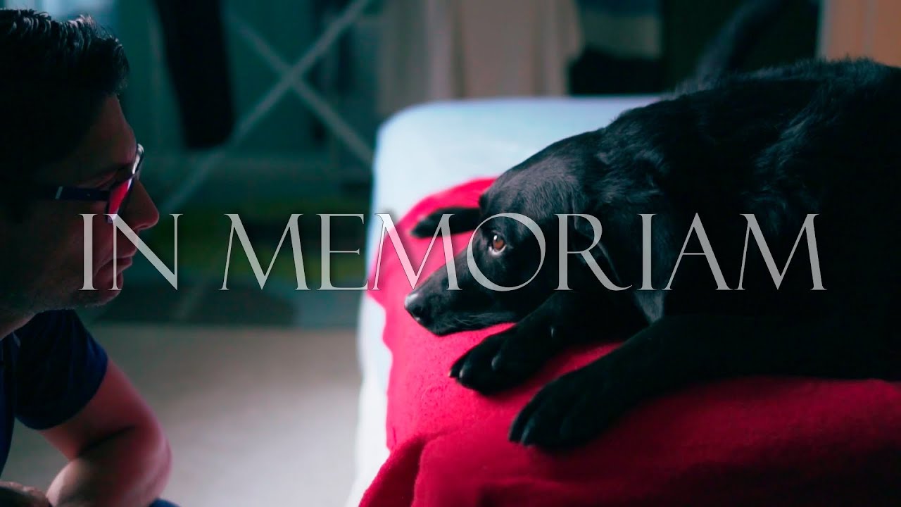 A Dog’s Life Tribute to Patrick the Dog