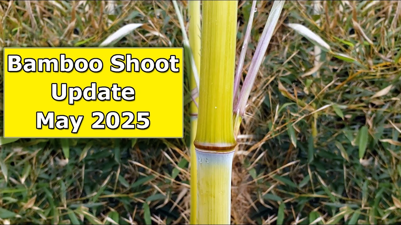 Bamboo | May 2025 New Shoot Update