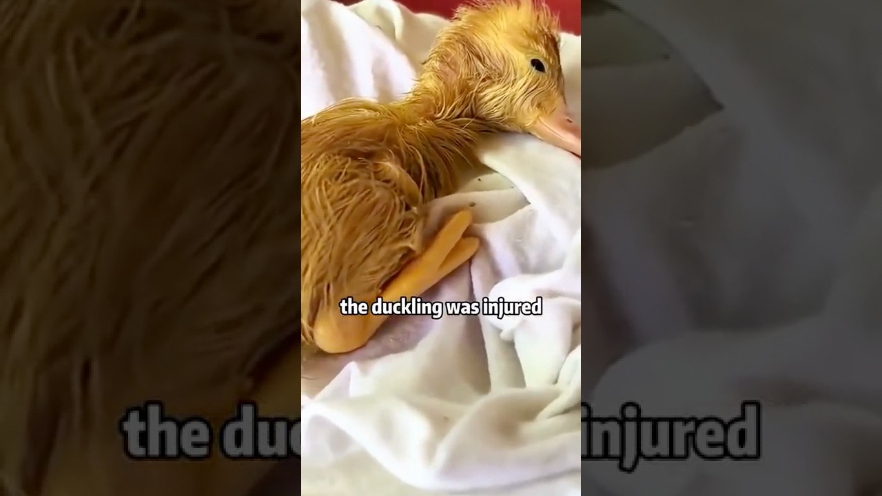 🙏😭❤️Why did this mom duck reject her newborn duckling? 🐣😢#animals #rescue #shorts #egg #duck