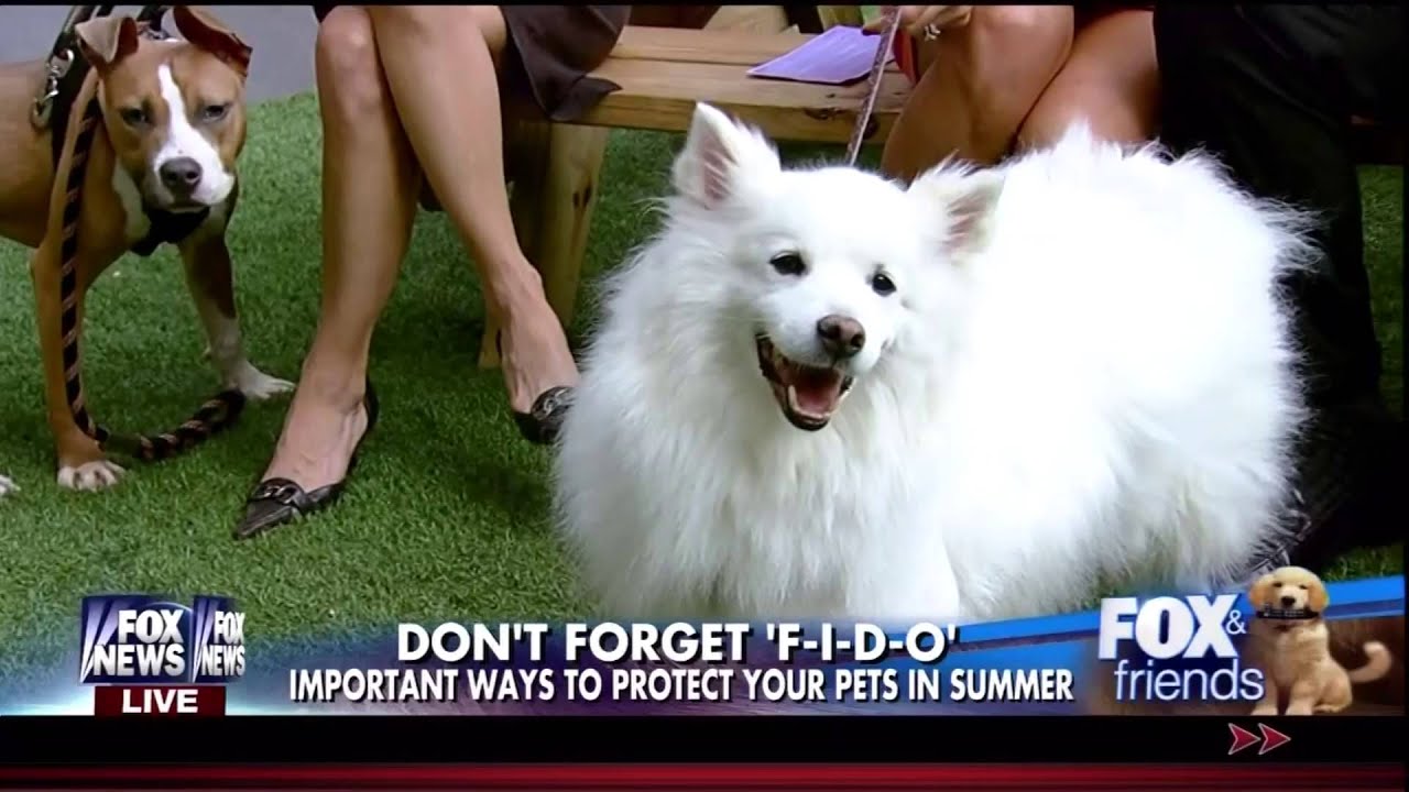 Ainsley Earhardt - beautiful legs 6/29/2014