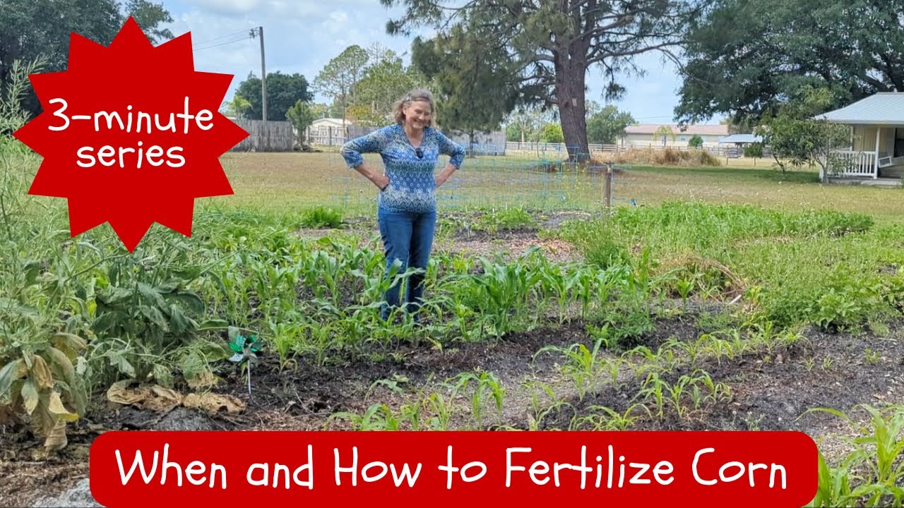 The best organic ammendments for fertilizing corn-when and how to fertilize