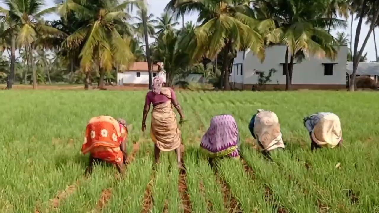 Orange-vloge வெங்காயம் களை எடுக்கிறாங்க