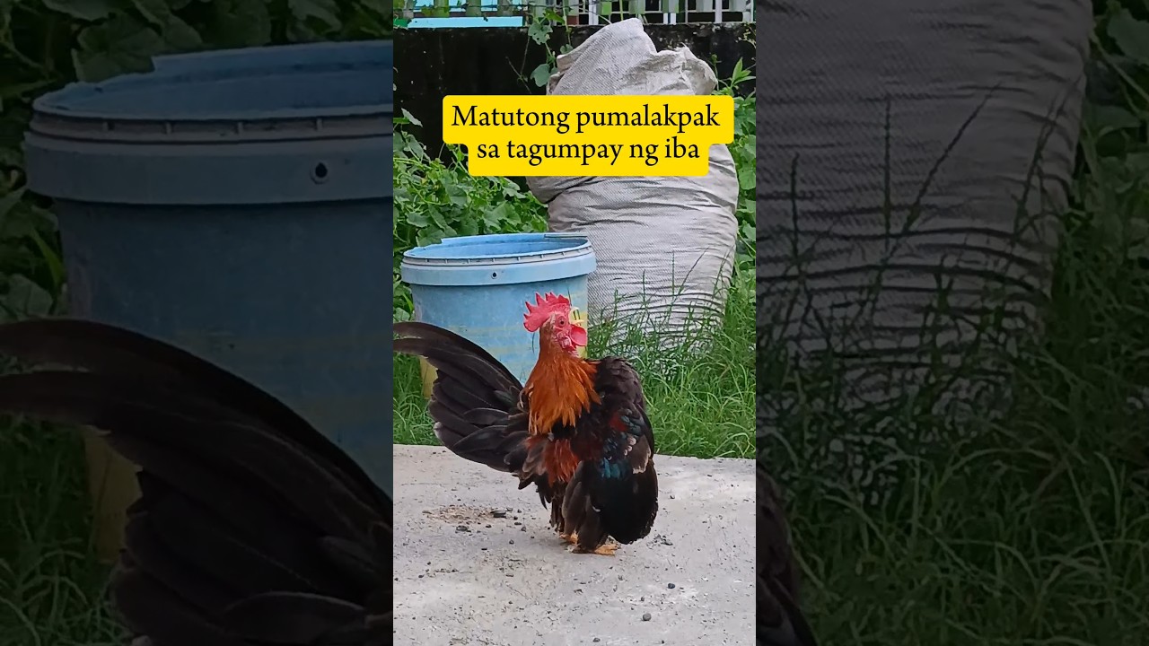 #chicken #serama #bantam