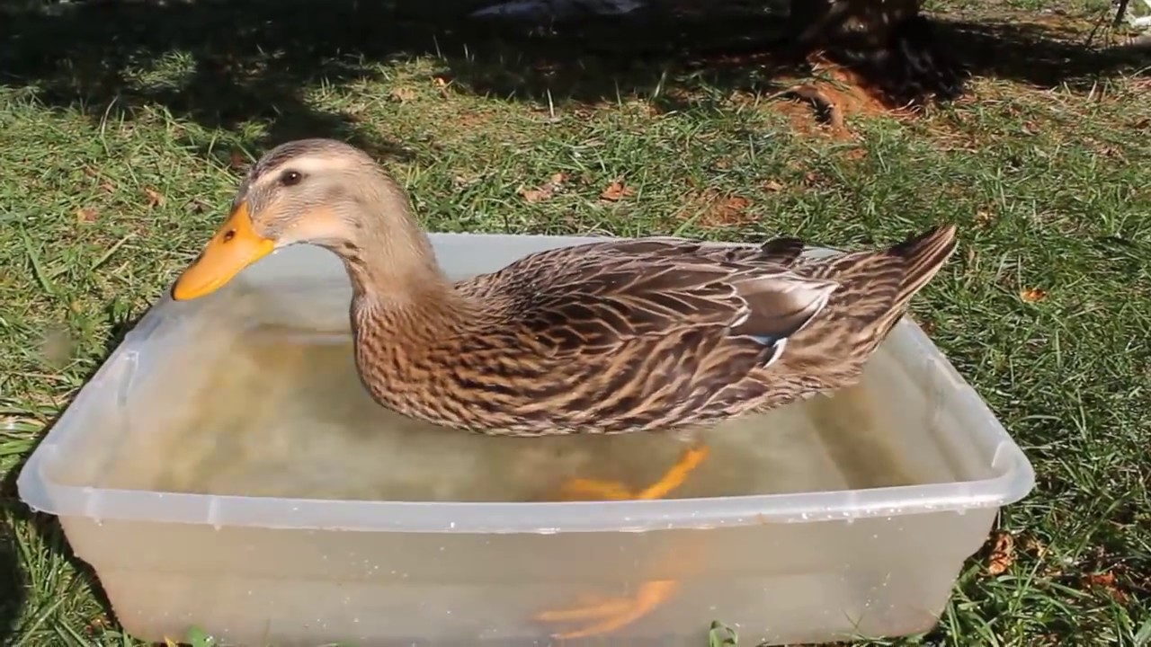 Pet Duck Snacks on Minnows in her play pool at Buc~A~Buc Farm